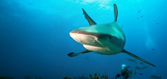 Aquarium de l'île Maurice